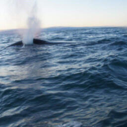 Лимиты — в общей сложности на добычу 133 китов — получили десять общин коренных народов Чукотки. Фото пресс-службы правительства ЧАО