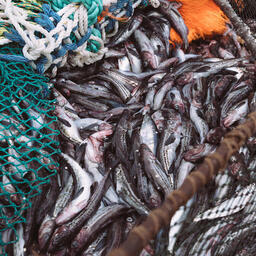 Промысел минтая на Дальнем Востоке. Фото пресс-службы РРПК