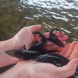 Рыбные запасы Амура пополнили более 660 тыс. экземпляров амурского осетра и калуги. Фото пресс-службы Главрыбвода