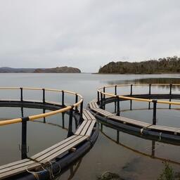 Лососевые садки на Курилах