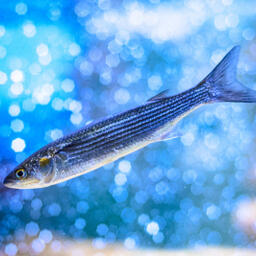 Специалисты АзНИИРХ успешно провели эксперимент по выращиванию сеголетков пиленгаса в пресноводных прудах. Фото пресс-службы филиала