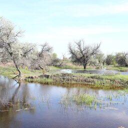 В КаспНИРХ смотрят на паводок в Астраханской области с оптимизмом. Фото пресс-службы администрации губернатора
