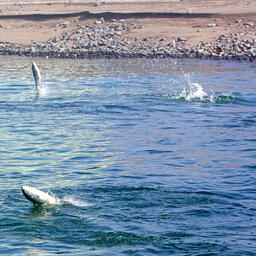 Ход нерки на Камчатке
