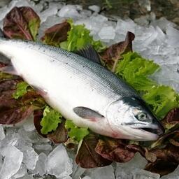 Аляска обновляет рекорды по нерке