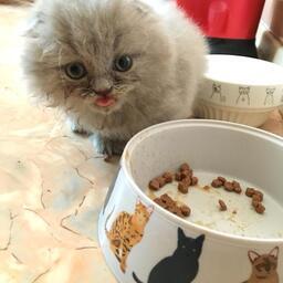 Коллегия ЕЭК определила требования к непищевому сырью, которое используется для выпуска кормов для домашних животных