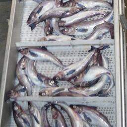 Свежевыловленный минтай