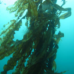 Предприятия Приморья за семь-восемь месяцев вырастили в совокупности более 20 тонн ламинарии и ундарии от «научной» рассады. Фото пресс-службы ТИНРО
