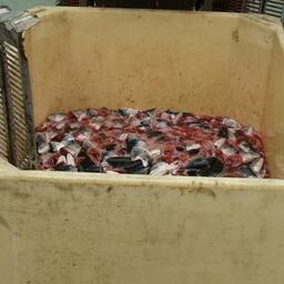 Отходы переработки лосося на камчатском заводе
