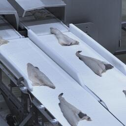 Переработка трески в Мурманской области. Фото предоставлено ГК «Норебо»