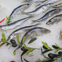 Научно-практический форум по вопросам рыбной отрасли (16+) планируется провести в столице Приморья 25 мая