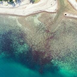 Скопление нерки. Фото Михаила Малина