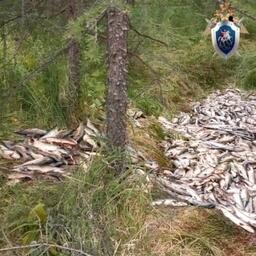 Потрошеная рыба с места преступления. Фото пресс-службы Следственного управления СКР по Магаданской области