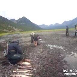 На месте нелегальной рыбалки были найдены 235 потрошеных особей нерки, а также горбуша, кета и гольцы. Фото пресс-службе Кроноцкого государственного заповедника