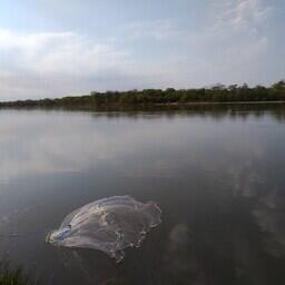 Кастинговая сеть в действии