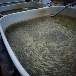 Заводы Мурманского филиала Главрыбвода завершили выпуски молоди сиговых в рамках госзадания. Фото пресс-службы учреждения