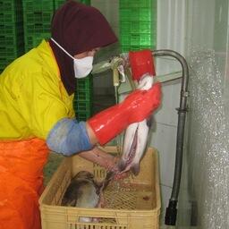 Переработка рыбы на иранском заводе