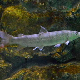 Байкальский омуль