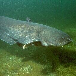 Европейский сом. Фото Dieter Florian. CC BY-SA 3.0 DE
