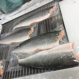 Лосось на чилийском заводе