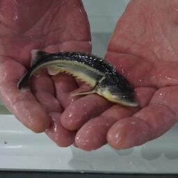 Рыбные запасы Каспийского моря пополнили 200 тыс. мальков русского осетра. Фото пресс-службы правительства Дагестана