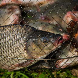 В состав «Смоленскрыбхоза» входят, в частности, 600 га прудов для разведения карповых рыб