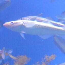 К концу июня на российском минтаевом промысле объем добычи приблизился к 1,18 млн тонн