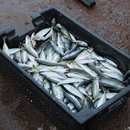 Улов на черноморском побережье Крыма