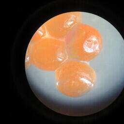 Таможенная экспертиза показала, что икра — искусственная. Фото пресс-службы Сибирского таможенного управления