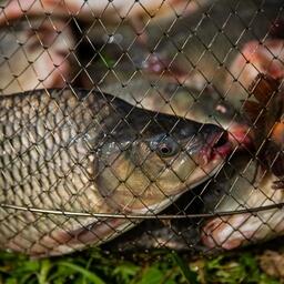 Fishfarm — система управления и аналитики для прудовых и садковых рыбоводных хозяйств