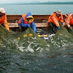 Добыча лосося на Сахалине