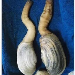 Панопа японская. Фото предоставлено пресс-службой ТИНРО