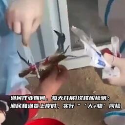 У крабов мазки берут с нижней части туловища. Скриншот видео на weibo.com