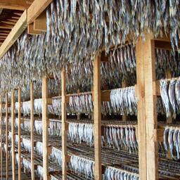 Цех вялки корюшки в Хабаровском крае. Фото пресс-службы регионального комитета рыбного хозяйства