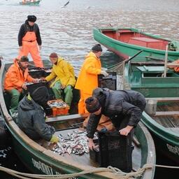 Крымские рыбаки выгружают улов