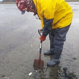 Скопление морского петушка сильно поредело. Фото пресс-службы СахНИРО
