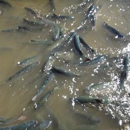 Профильный департамент ЧАО утвердил перечень участков для организации любительской рыбалки. Фото пресс-службы Чукотрыбпромхоза