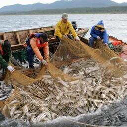 Добыча лосося на Сахалине