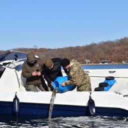 Молодь отправили на участки в бухте Новгородской