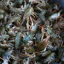 Промышленный лов раков впервые разрешили в Нижегородской области. Фото пресс-службы Московско-Окского теруправления Росрыболовства