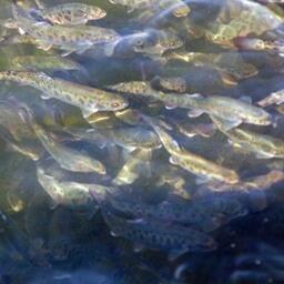 В структуре производства товарной аквакультуры лососевые вышли на первое место