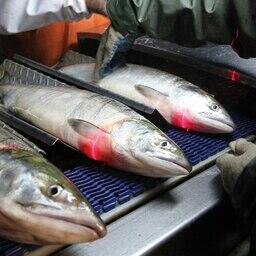 Добытый в Хабаровском крае лосось. Фото предоставлено региональным комитетом рыбного хозяйства