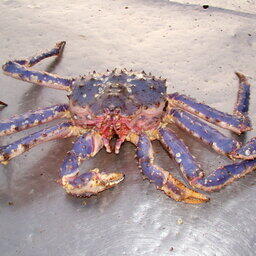 Росрыболовство запланировало торги по продаже 100% квоты добычи в морских водах камчатского краба в Западно-Сахалинской подзоне