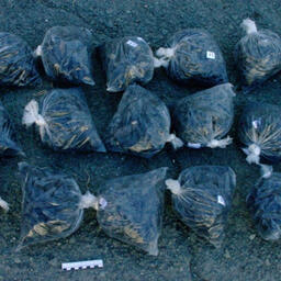 Упаковки с 52 кг трепанга задержали при попытке вывоза из России. Фото пресс-службы Управления на транспорте МВД России по ДФО