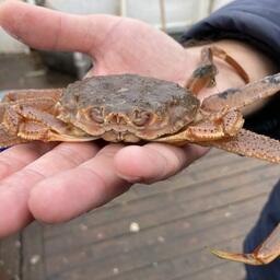 Краб-стригун бэрди из Авачинской губы. Фото пресс-службы КамчатНИРО
