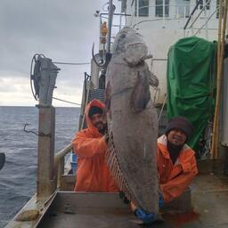 Добыча клыкача в водах Антарктики. Фото компании «Антей»