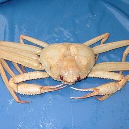 Краб-стригун ангулятус. Фото пресс-службы ТИНРО