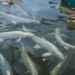 Воспроизводство рыбы на Югорском рыбоводном заводе. Фото пресс-службы правительства ХМАО — Югры