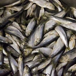 Переработчики сейчас не видят проблем с загрузкой производств сырьем по сельди, заявили в Росрыболовстве