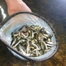 Испытания новых кормов на молоди кеты завершились успешно. Фото пресс-службы ВНИРО