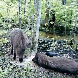 Кабаны и ворона у кормушки — типичное соседство